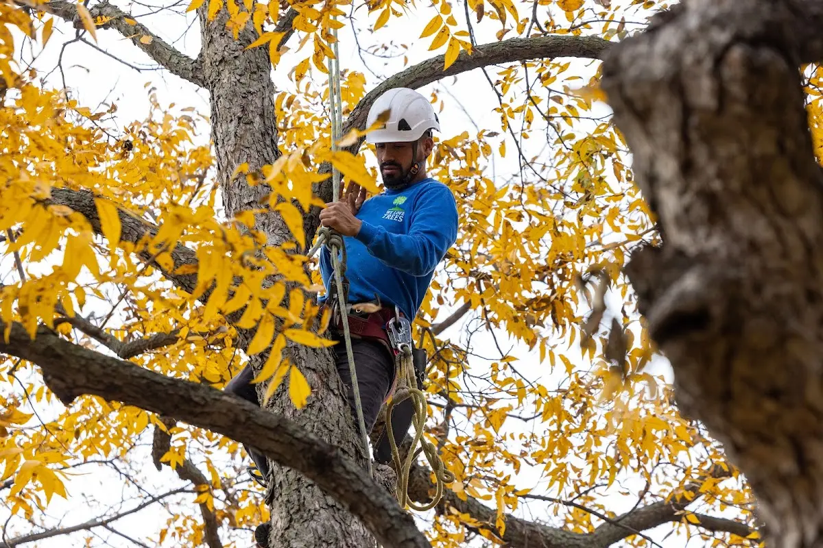 Skilled Storm Damage Cleanup crew working in Lakeland